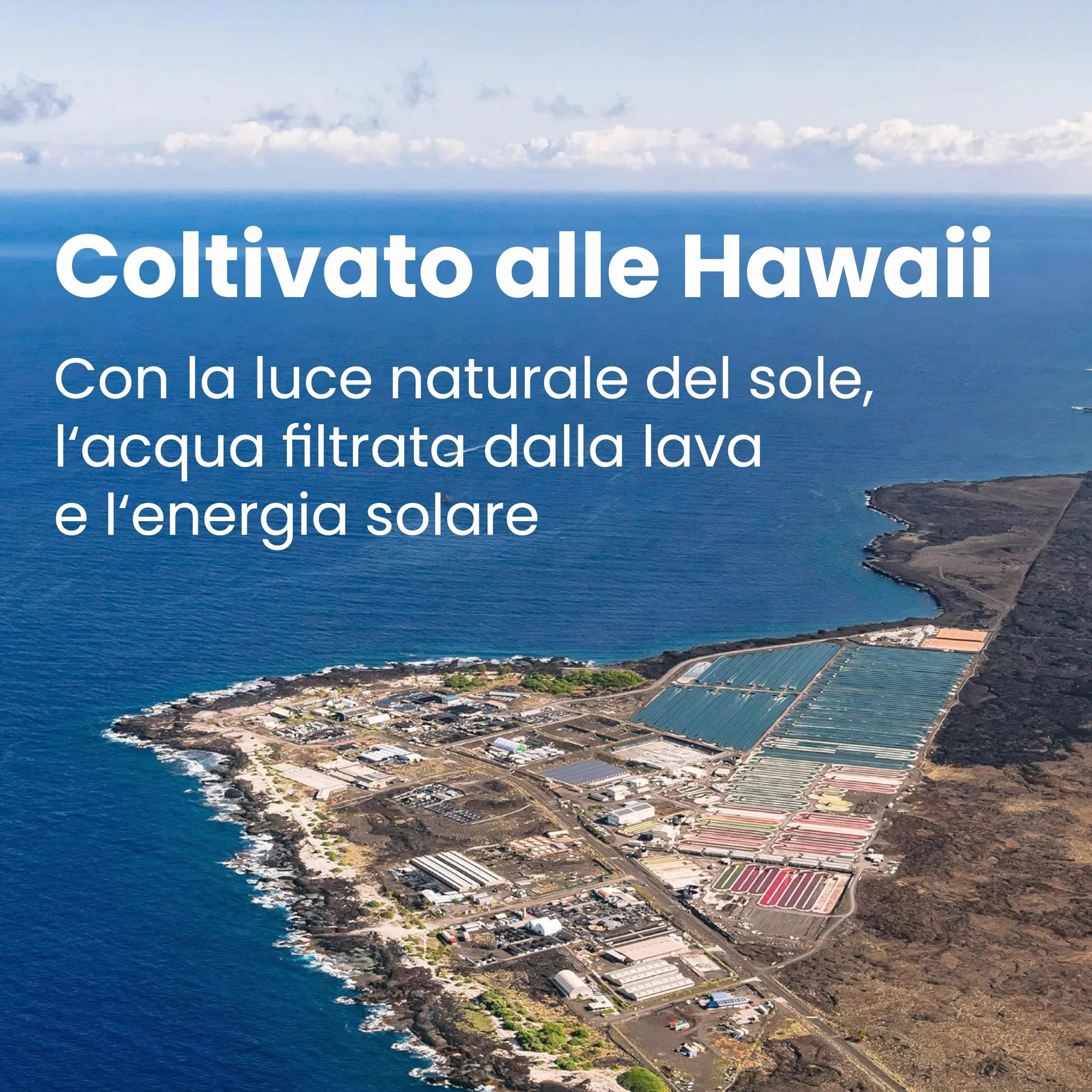 Nutrex Hawaii, Pure Hawaiian Spirulina, 454 g di Polvere Vegana, Testato in Laboratorio, Senza Glutine, Senza Soia, Vegetariano